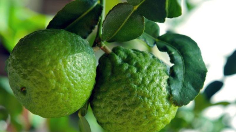 Kaffir lime - what is this plant
