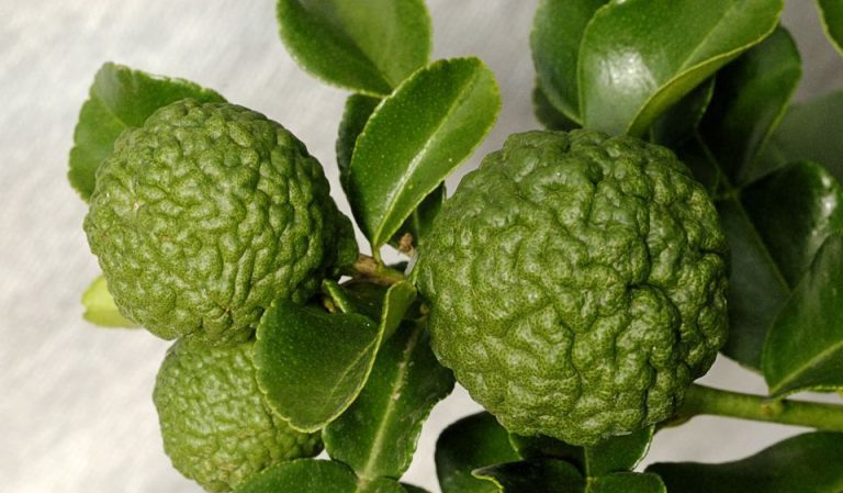 Lime varieties - description and characteristics