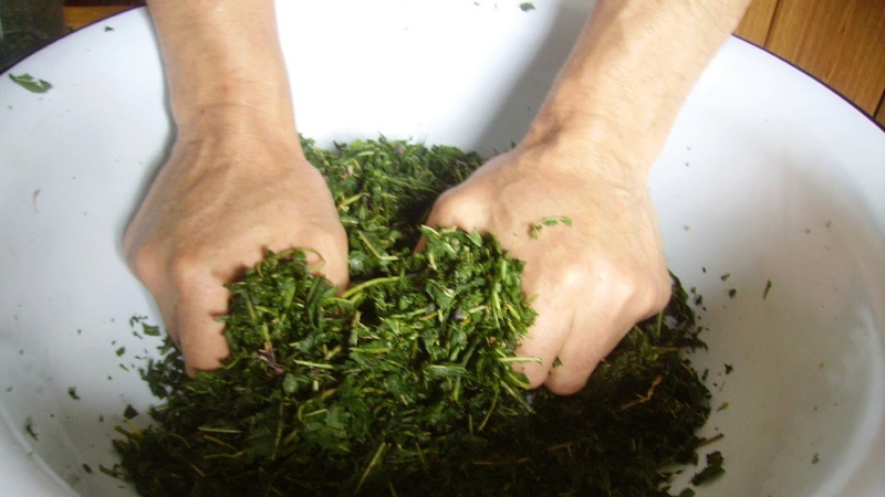 How to ferment raspberry leaves at home