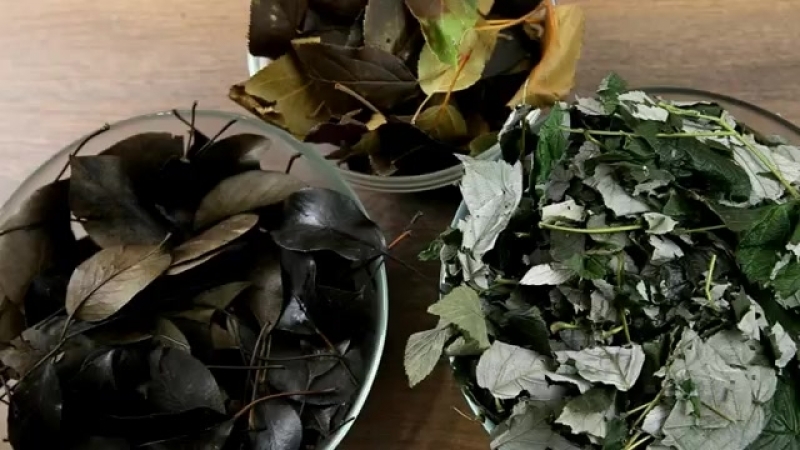 How to ferment raspberry leaves at home