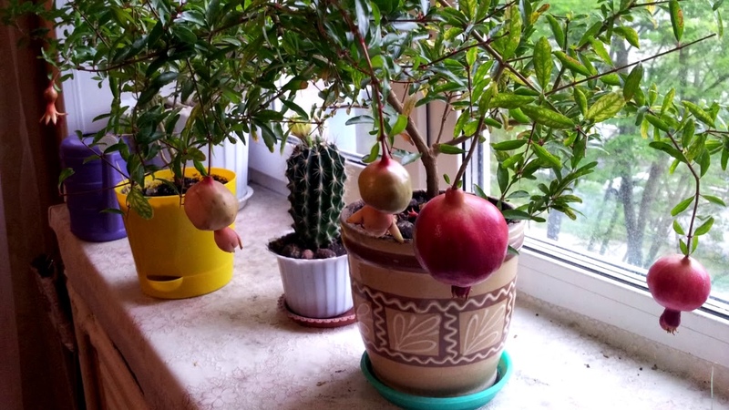 How and what to feed pomegranate at home