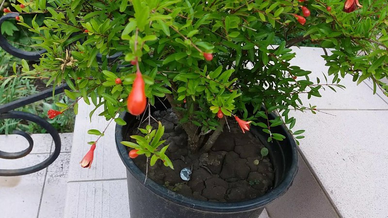 How and what to feed pomegranate at home