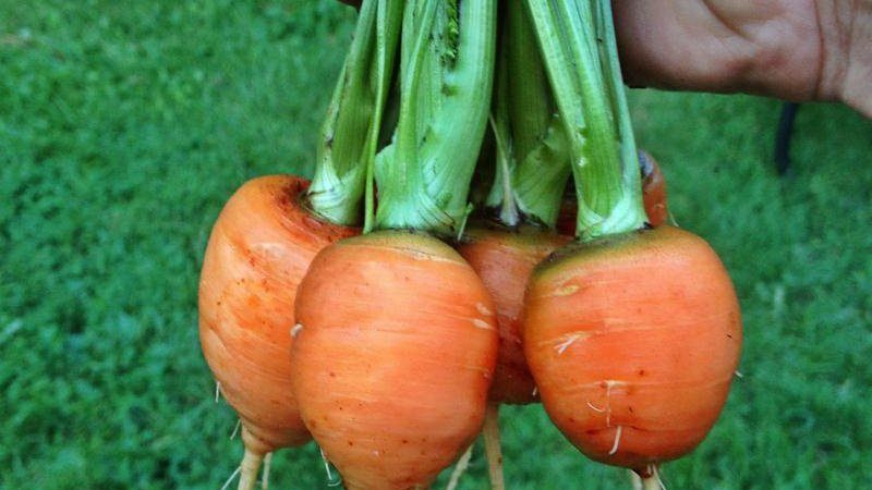 What is the name of the mini carrot variety
