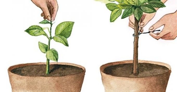 How to properly prune a tangerine tree at home: step by step instructions