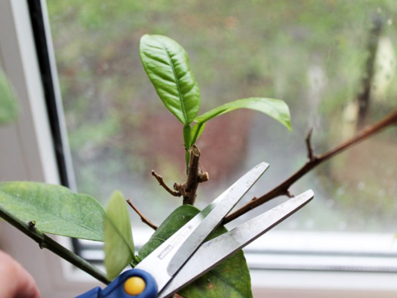 How to properly prune a tangerine tree at home: step by step instructions