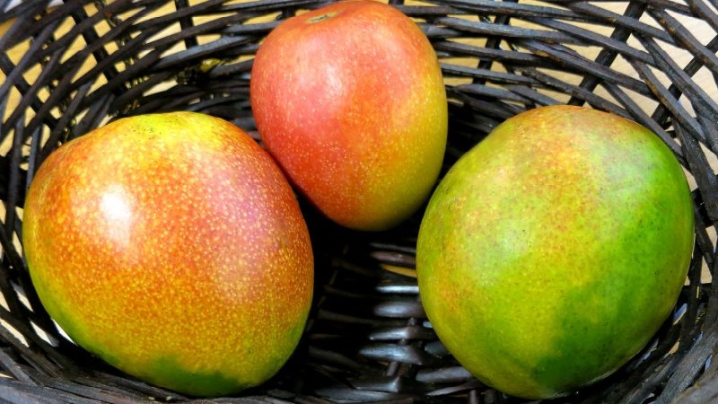 How to determine the degree of ripeness of a mango and ripen the fruit at home