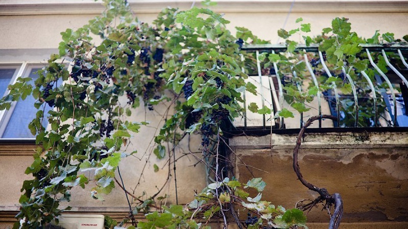 How to plant and grow grapes on the balcony
