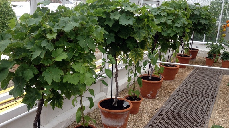 How to plant and grow grapes on the balcony
