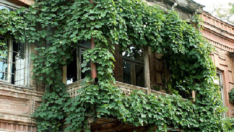 How to plant and grow grapes on the balcony