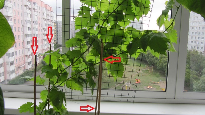 How to plant and grow grapes on the balcony