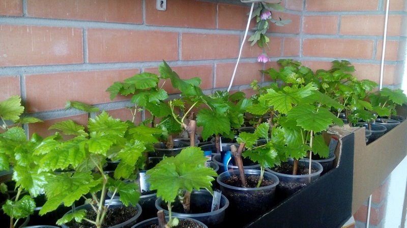 How to plant and grow grapes on the balcony