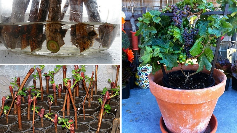 How to plant and grow grapes on the balcony