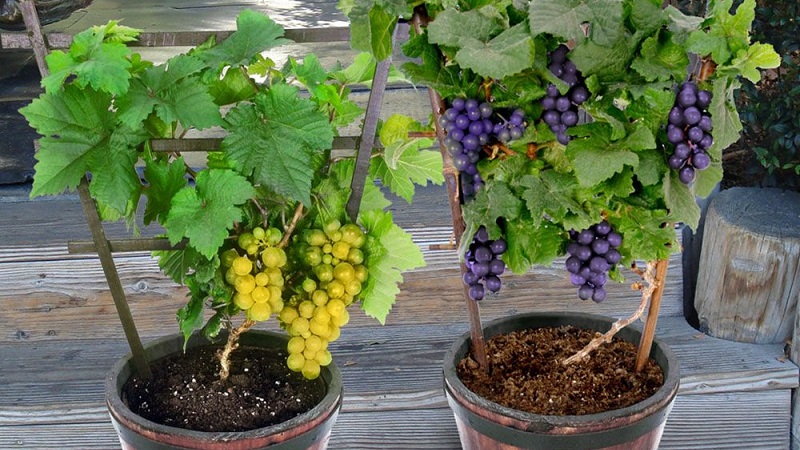 How to plant and grow grapes at home