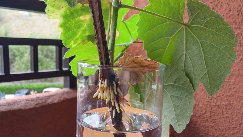 How to plant and grow grapes at home
