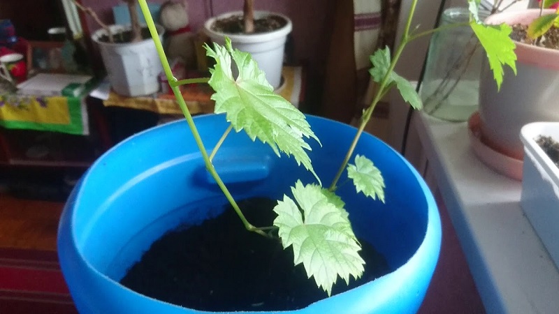 How to plant and grow grapes at home