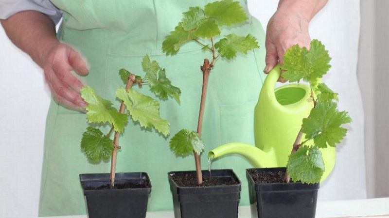 How to plant and grow grapes at home