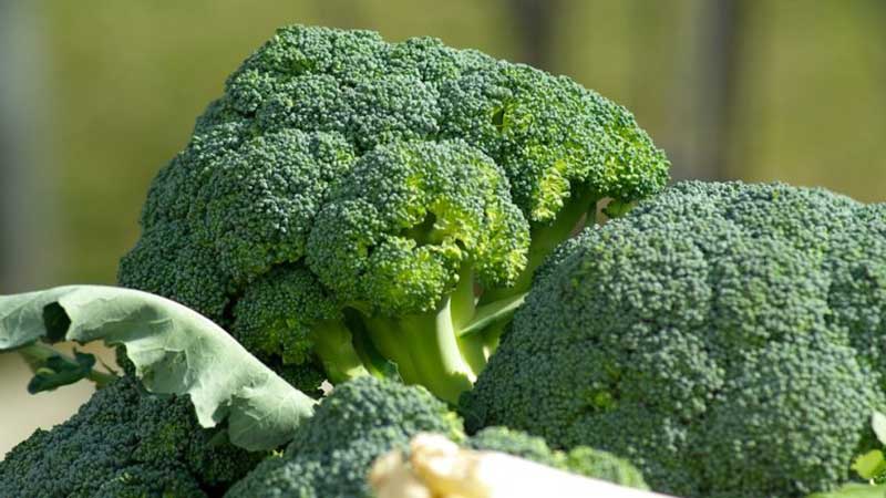 How to store broccoli properly