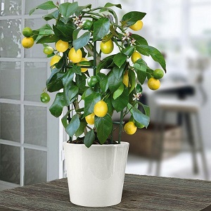How to properly plant a lemon at home so that it does not hurt and bear fruit