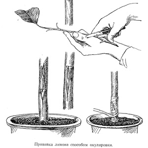 How to properly plant a lemon at home so that it does not hurt and bear fruit
