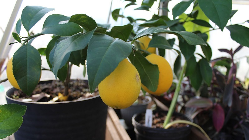How to properly plant a lemon at home so that it does not hurt and bear fruit