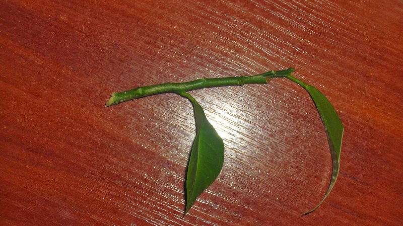 How to properly plant a lemon at home so that it does not hurt and bear fruit
