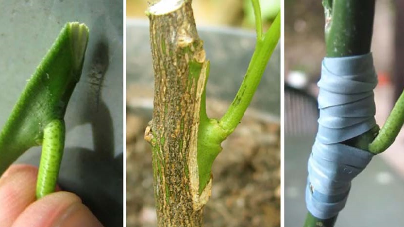 How to properly plant a lemon at home so that it does not hurt and bear fruit