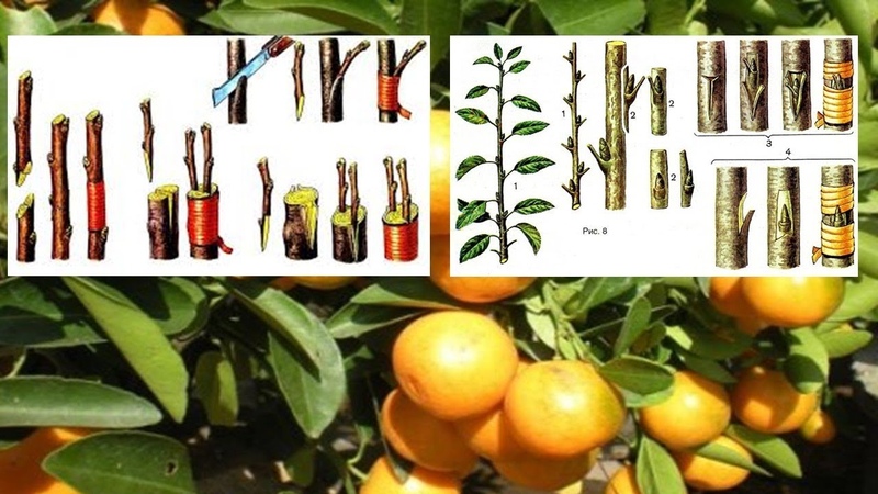 How to properly plant mandarin at home
