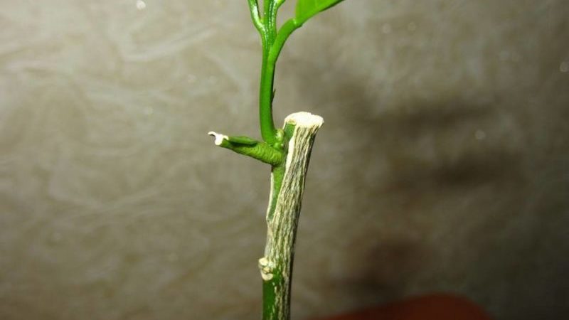 How to properly plant mandarin at home