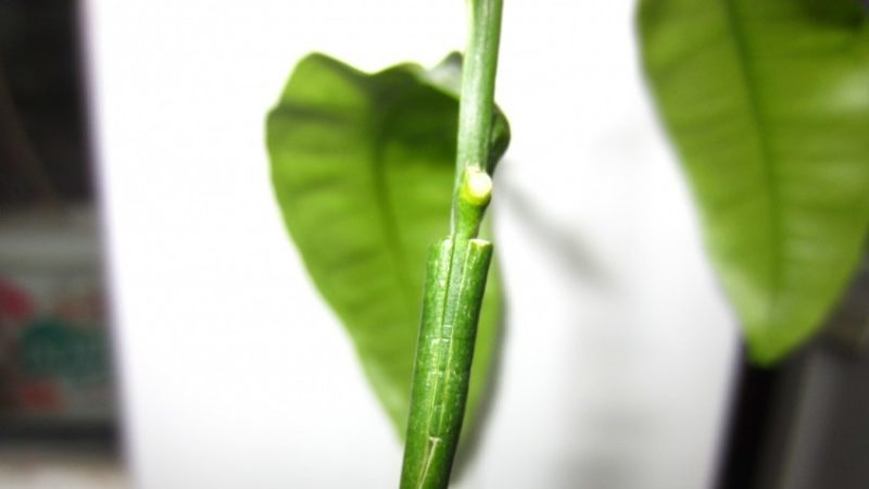 How to properly plant mandarin at home