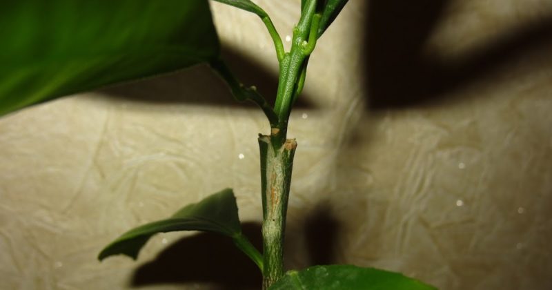 How to properly plant mandarin at home