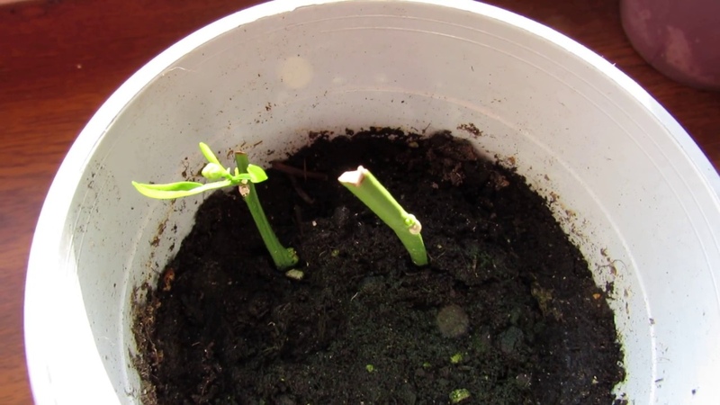 How to grow lime from a stone or cuttings at home