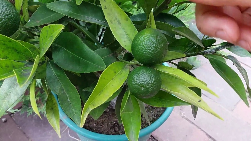 How to grow lime from a stone or cuttings at home