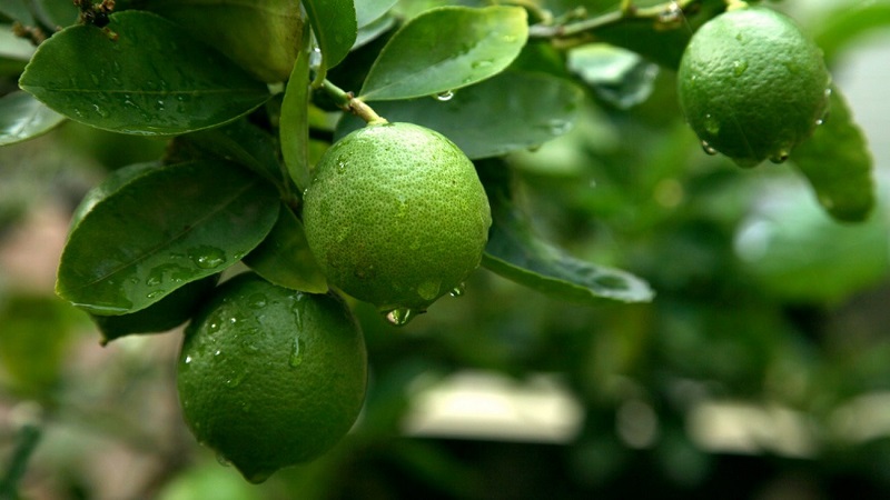 How to grow lime from a stone or cuttings at home