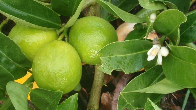 How to grow lime from a stone or cuttings at home