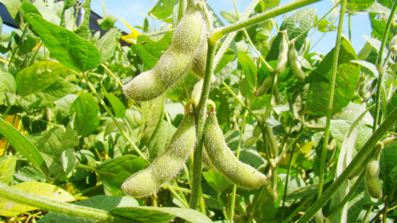 How to grow soybeans in the Moscow region