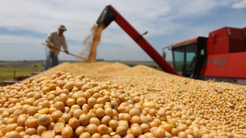 How to grow soybeans in the Moscow region