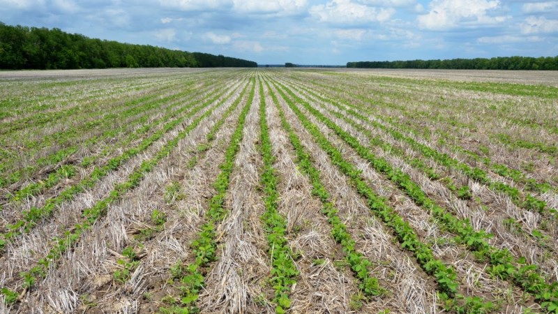 How to grow soybeans in the Moscow region