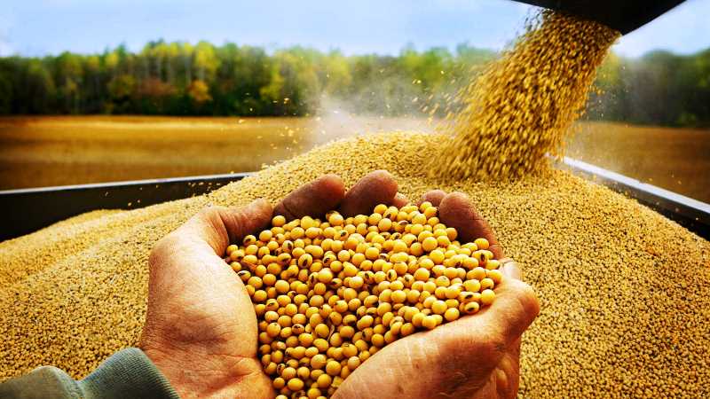 How to grow soybeans in the Moscow region