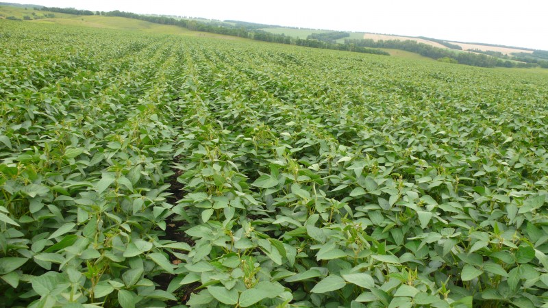 How to grow soybeans in the Moscow region