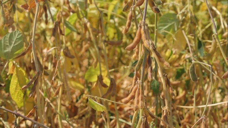 How to grow soybeans in the Moscow region