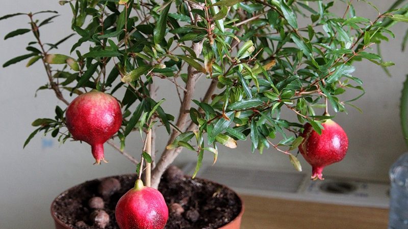 How to grow indoor pomegranate: care features
