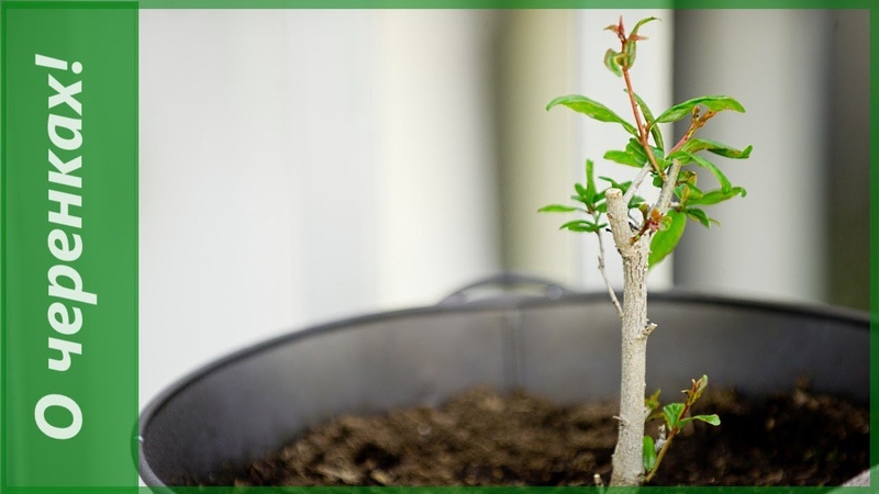 How to grow indoor pomegranate: care features