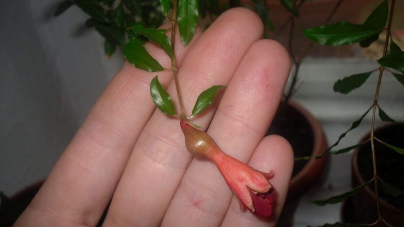 How to grow indoor pomegranate: care features