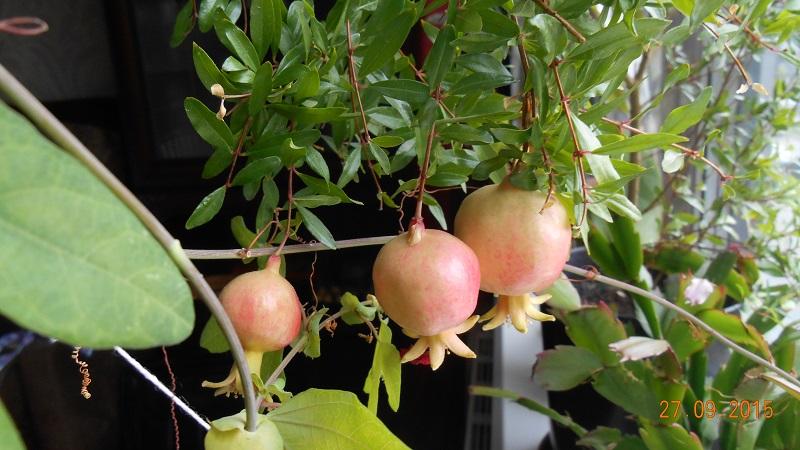 How to grow indoor pomegranate: care features
