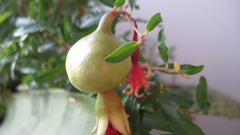 How to grow indoor pomegranate: care features