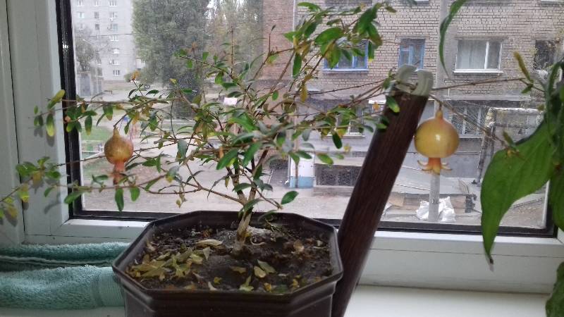 How to grow indoor pomegranate: care features