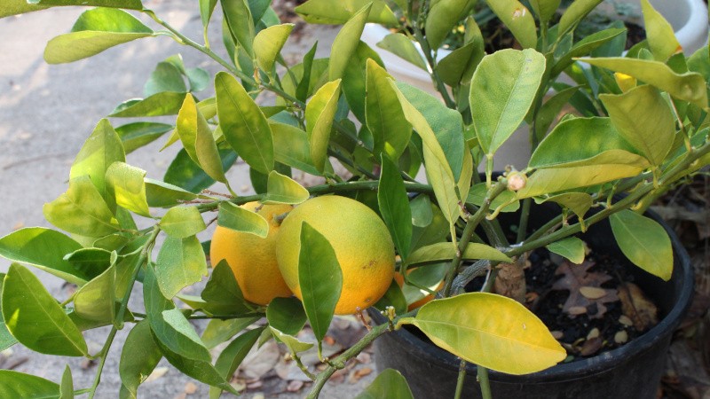 How to grow lemon at home on a windowsill