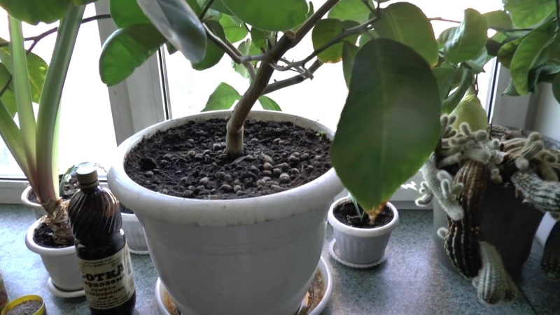 How to grow lemon at home on a windowsill