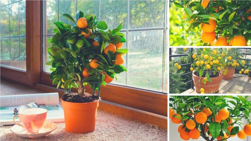 How to grow a tangerine tree at home: care rules