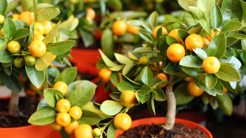 Reasons why mandarin leaves fall and methods for saving the plant
